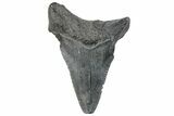 Serrated, Juvenile Megalodon Tooth - South Carolina #259573-1